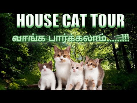 cute cats ...Naattu poonai//Lovely pets