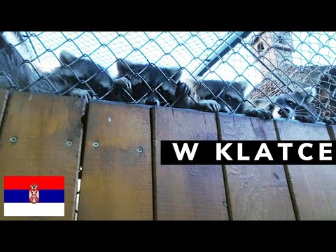 Serbia - Episode 2 - Locked in a Cage - Give the Raccoon a Crunch. Belgrade Like Poland in the 90...