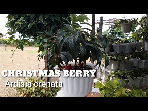 , title : 'Benefits of Christmas Berry as medicinal plant/Ardisia Crenata