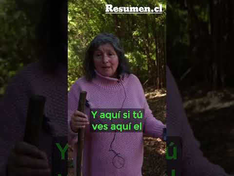 "Nos destruiría todo este sector": El relicto de bosque nativo amenazado en Hualqui