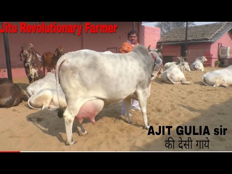 DESI COWS- Milk 20+Litre(A2Milk) -Gopalak AJIT GULIA Sir- District Jhajjhar, Haryana..