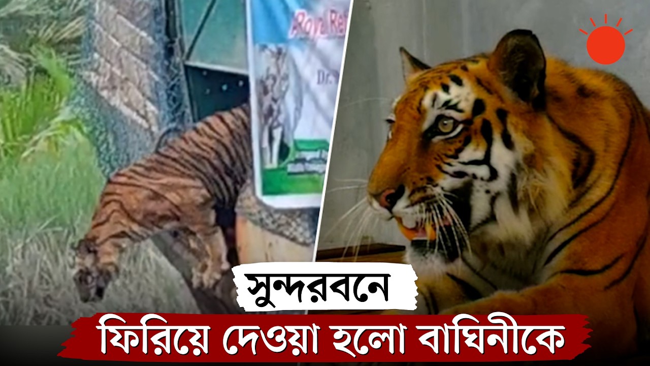মরতে বসা বাঘিনীকে সেবা দিয়ে ফিরিয়ে দেওয়া হলো বনে
