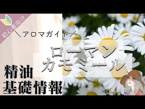 ローマンカモミールについて詳しく解説