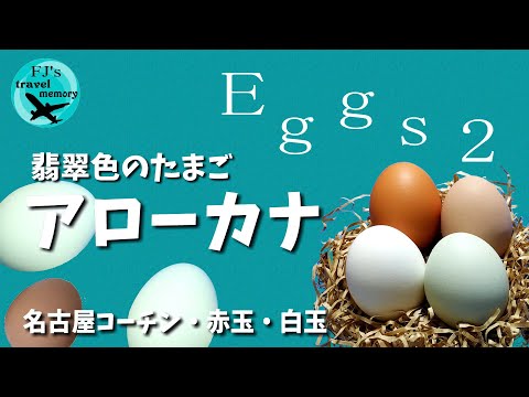 , title : '翡翠色のアローカナの卵＆名古屋コーチン他　割ってみて楽しく食べて美味しい！養鶏場のたまご♪'