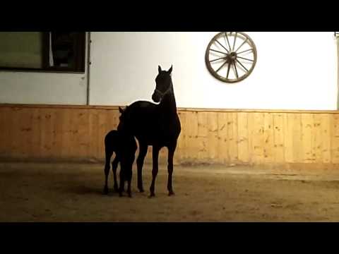 Hengstfohlen von Destano / Dimaggio