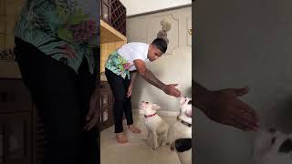 Surya enjoys his downtime with his dogs | Mumbai Indians #Shorts