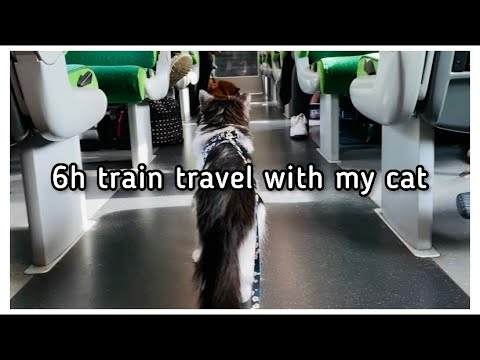 VLOG - Travelling 6 h by train with my cat