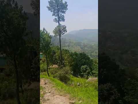 Gumte rho #jungle #pahari #trending #army #reels