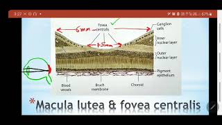 RETINA | Macula lutea | Fovea centralis | Optic disc | Blind spot | Lamina cribrosa | Dr. SAM