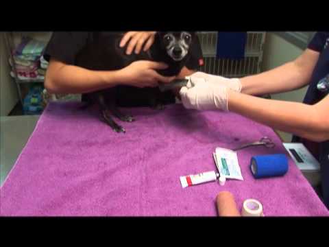 How to Bandage a Wound