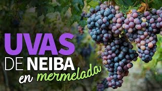 Uvas de Neiba en mermelada Uvas de Neiba en mermelada