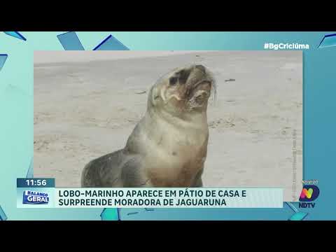 Lobo-marinho é encontrado descansando no pátio de casa em Jaguaruna