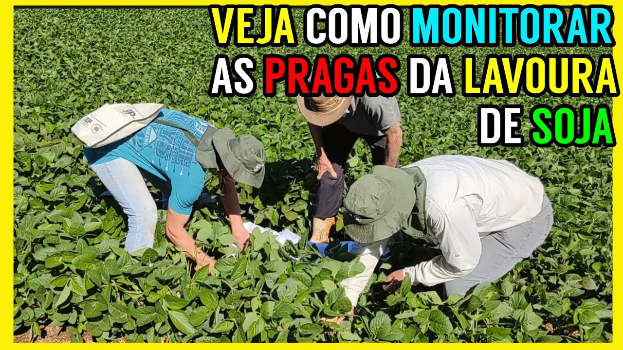 MIP veja como se faz na pratica (Manejo integrado de pragas)