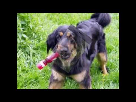 download lagu mp3 mp4 Chien Hovawart Caractere, download lagu Chien Hovawart Caractere gratis, unduh video klip Chien Hovawart Caractere