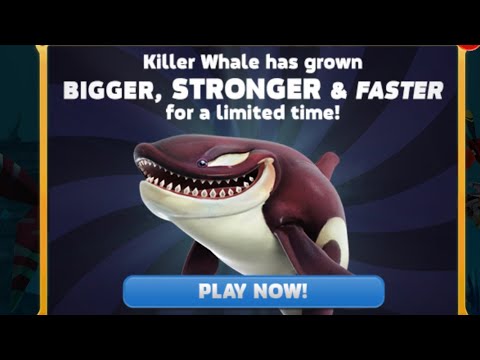 Killer Whale Stronger , Powerful! Live Arabian Sea Contest - Hungry Shark World