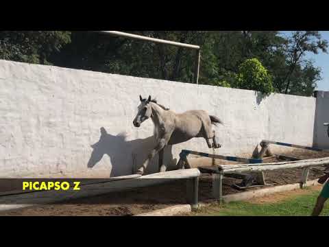 PICAPSO Z | Zangersheide Argentina