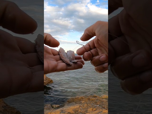 Vídeo relacionado con 10 anzuelos de pesca estilo loco hechos de acero al carbono con amplio espacio y penetración eficiente para aplicaciones de aparejo central (2#)