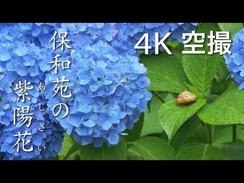 【絶景茨城】保和苑の紫陽花（あじさい）［4K］茨城県水戸市 ￼｜VISIT IBARAKI,JAPAN