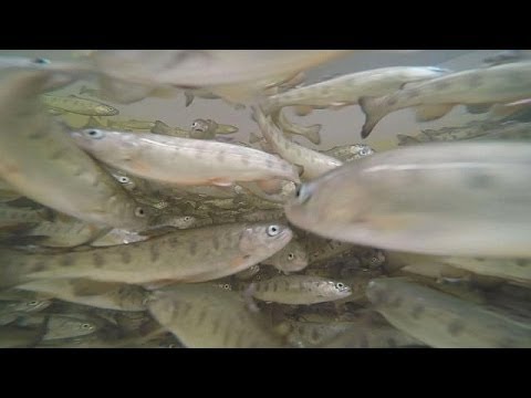 Forelle 2.0: Fischzucht der Zukunft - futuris