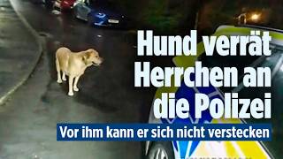 ENGLAND: Flucht auf E-Scooter – sein Labrador verpfeift ihn