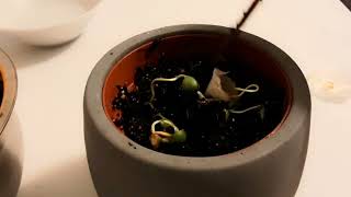 Plant Apple Seeds in pot