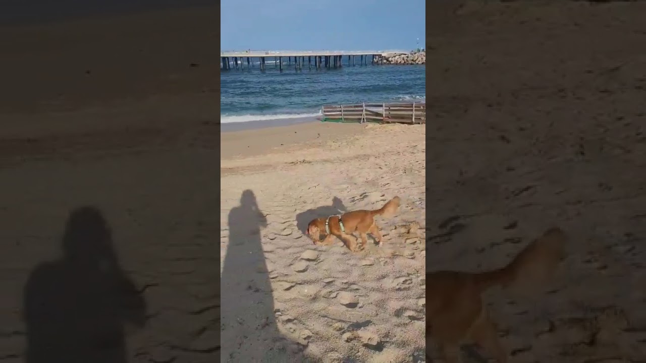 Enlarge Jennie, a ADOPTABLE Cocker Spaniel in South San Francisco, CA video 6/6