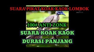 Download lagu Suara pikat koak kaek 100% anti zonk#@sodochanel mp3