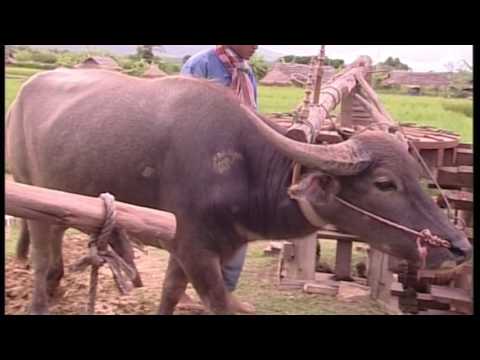 บ้านควายไทย