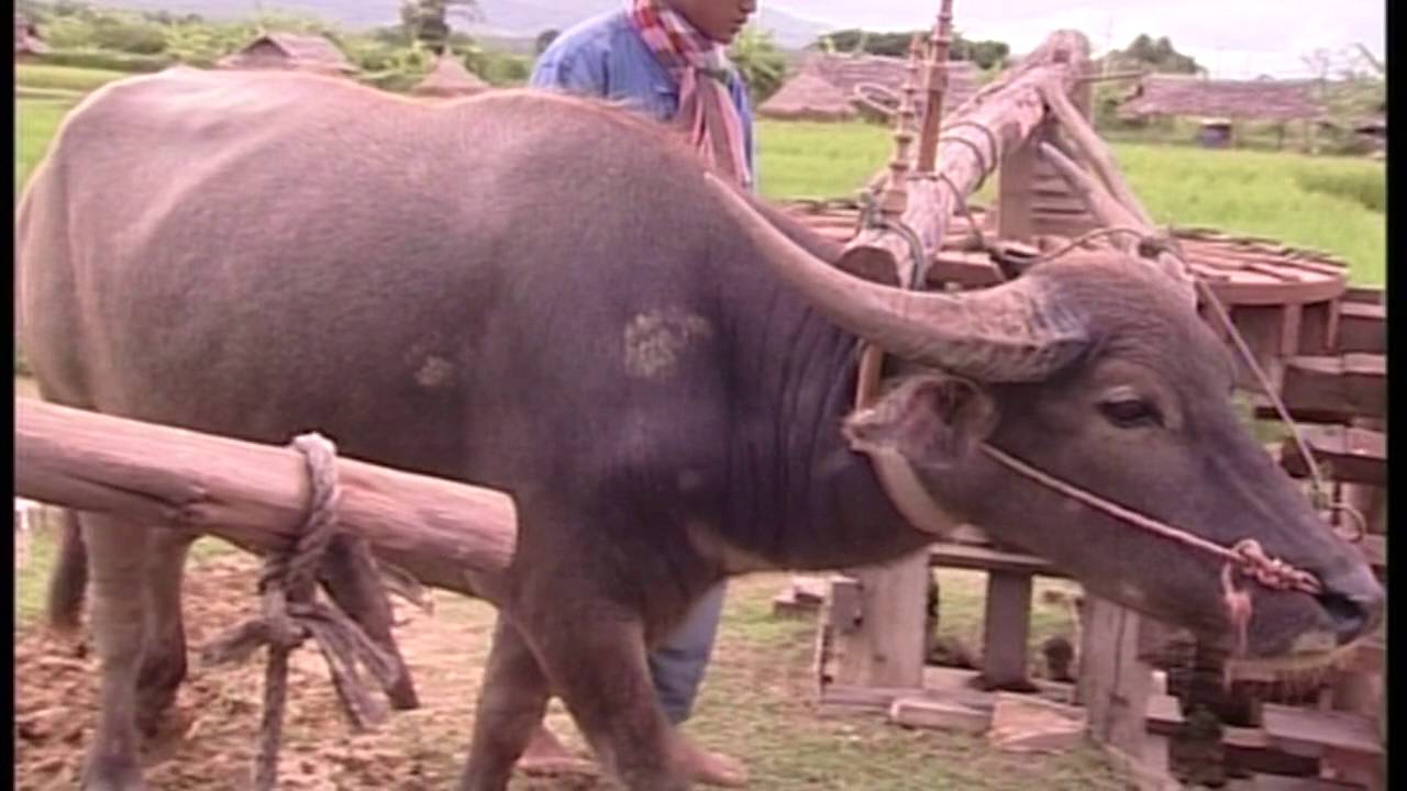 Thai Buffalo Conservation Village