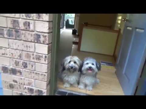 Havanese dogs. Crazy run in the park.