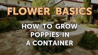 How to Grow Poppies in a Container