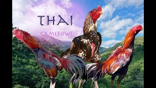 Download lagu Ayam Aduan Thailand dari Anak Ayam hingga Jantan (seleksi dan pengaturan pembiakan) mp3