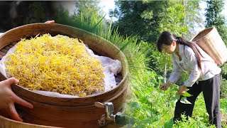 Beansprouts 豆芽 - growing and cooking