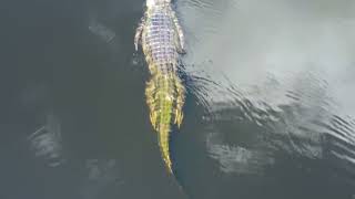 River Beauty New Movie Trailer 2023