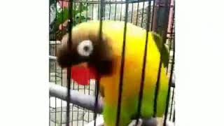 [問卦] 海外華人最多國家是印尼 有機會強大嗎？