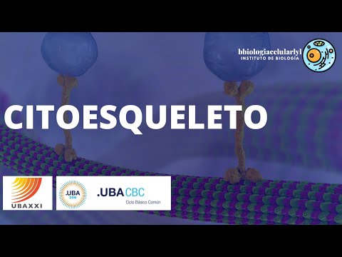 Clase 19. CITOESQUELETO. UBAXXI y CBC #universidaddebuenosaires