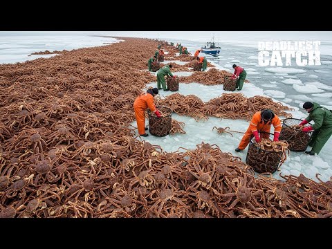Inside The $3 Million King Crab Catch  From Deadliest Seas To Luxury Tables   Fishing Documentary