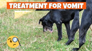 🐶TREATMENT for YELLOW VOMIT in DOGS