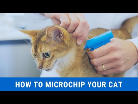 YouTube video about: Can you track a microchipped cat?