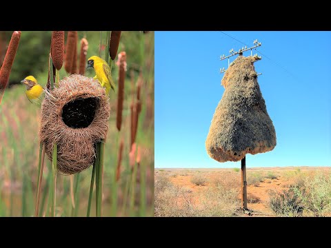 When Animals Become Artists: 15 Weird & Amazing Bird Nests