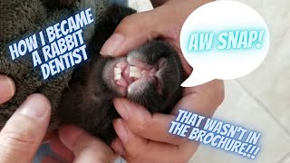 How I Became A Rabbit Dentist / Trimming My Rabbit
