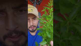 chá natural para tratar ansiedade