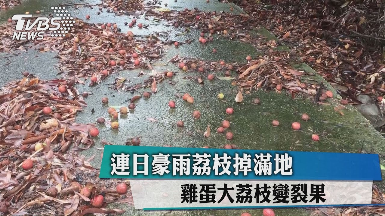 連日豪雨荔枝掉滿地　雞蛋大荔枝變裂果