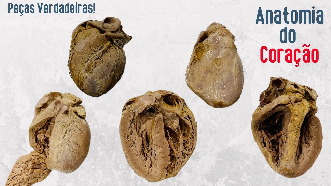Anatomia do coração humano - com órgão verdadeiro