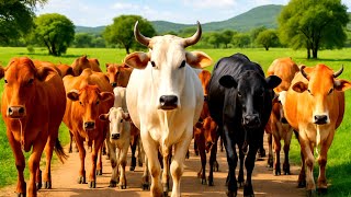 The Ultimate Grass Buffet: Cows Feast in the Open Fields