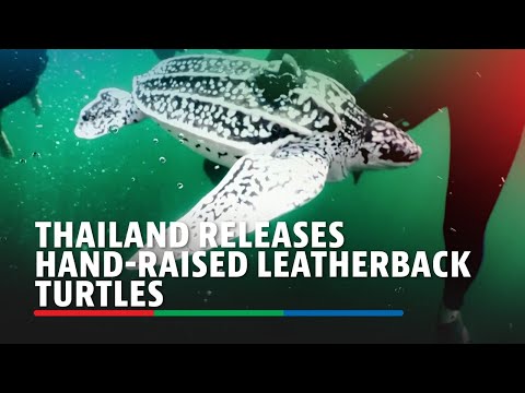 Thailand releases hand-raised leatherback turtles ABS-CBN News