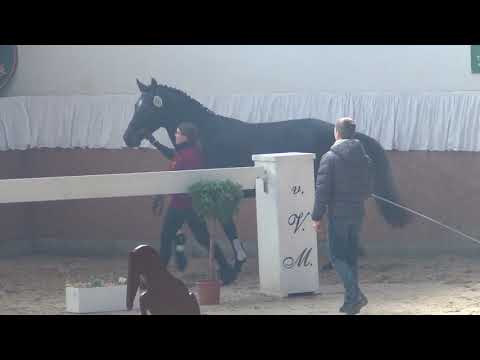 Cornet´s Iberio - Toronto DSP gelding * 2016 for sale