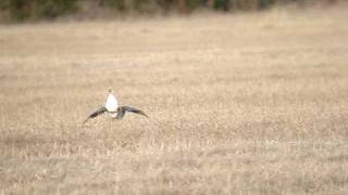preview picture of video 'Sharp-tailed Grouse'