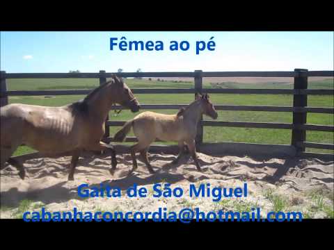 Cavalo Crioulo - Gaita de São Miguel com Fêmea