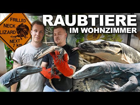 *TERRARIUM-WOHNUNG* - Raubtiere im Wohnzimmer... unter Robin's Waranen